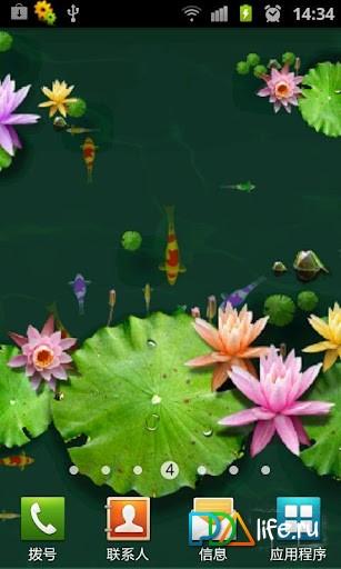 3D Fish Ponds Live Wallpaper  APK for Android