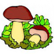 Mushrooms. Reference