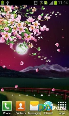 Evening Sakura Live Wallpaper  APK for Android