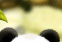 Panda Chub Live Wallpaper Free