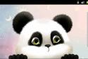 Panda Chub Live Wallpaper Free