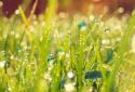 Galaxy S4 Rain n Grass LWP
