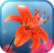 Galaxy S4 Lily