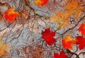 Autumn Maple Live Wallpaper