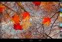Осенний клен Live Wallpaper