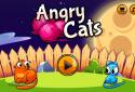 Angry Cats