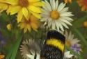 Bee Live Wallpaper HD