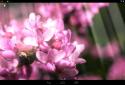 Spring Flowers Live Wallpaper / Весенние цветы живые обои