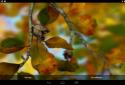 Autumn Leaves in HD Gyro 3D XL  Parallax Wallpaper