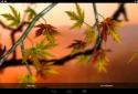 Autumn Leaves in HD Gyro 3D XL  Parallax Wallpaper