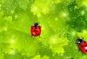 Colorful Ladybug Garden LWP
