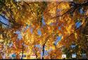 Прекрасна осінь Живі шпалери