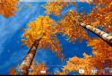 Beautiful autumn Live Wallpaper / Beautiful Autumn
