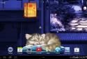 Sleeping Cat Live Wallpaper HD