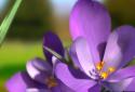 Nature Live Spring Flowers 3D