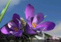 Nature Spring Flowers 3D Live