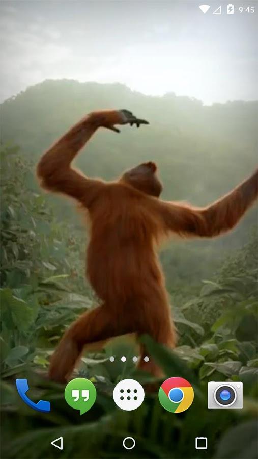 Танцующая обезьянка песня. Танцующая обезьяна. Обезьяна танцует. Танцующая обезьяна на столе. Голос обезьяны.