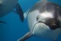 3D Ocean Dolphin Live Wall