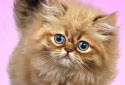 Пухнастий кіт живі шпалери