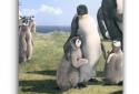 Arctic Penguin Live Wallpaper