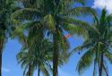 Beach Palms 3D Live Wallpaper