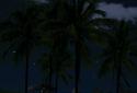Beach Palms Live Wallpaper 3D