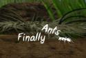 Finally Ants