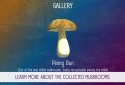 Real Mushroom Hunting Simulator 3D