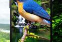 3D birds parallax live wallpaper