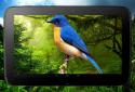 3D птиці паралакс Живі шпалери