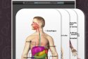 Anatomy Game Anatomicus Pro