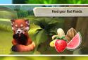 My Red Panda - Your lovely pet simulation