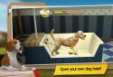 Premium Dog Hotel – Play with cute dogs
