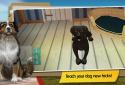 Premium Dog Hotel – Play with cute dogs