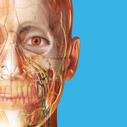 İnsan Anatomisi Atlası 2025