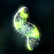 Bionix: Spore Evolved