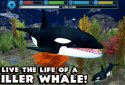 Orca Simulator