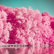 Analog Film Pink Camera-Palette,Photo editor,Paris