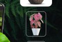 Plant ID: Plant Identification