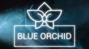 Blue Orchid: Interactive Story