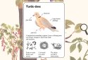 Enciclopedia de la Ratoncita