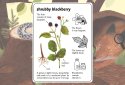 Enciclopedia de la Ratoncita