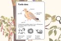 Enciclopedia de la Ratoncita