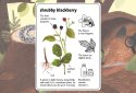 Enciclopedia de la Ratoncita