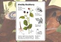 Enciclopedia de la Ratoncita
