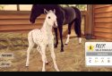 Rival Stars Horse Racing