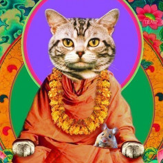 Котик01
