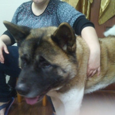 Любитель мант