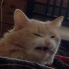 DarkCat