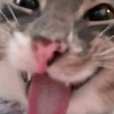 Шоколад мілка